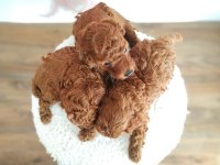 Kore Gen Toy Poodle Yavrular