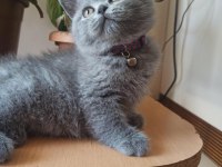 orjinal AYI surat yavrumuz scottish fold