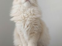 BLH CY 12 GOLDEN DİŞİ 4 AYLIK KEDİMİZ