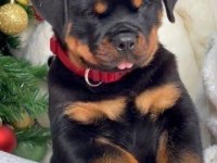 Ruhsatlı köpek çifliğinden rottweiler yavrular a scrli