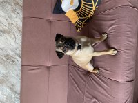 4.5 Aylık Dişi Saf Pug Köpeğim