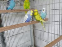 Ele alıştırmalık taze jumbo muhabbet yavrular ve anaçlar