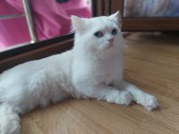 Acil şehir dışına taşıyacağız 8 aylık chinchilla