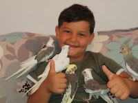 FULL EVCIL OYUN HAMURU GİBİ SULTAN PAPAĞANLAR