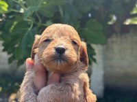 DUNYA TATLISI MALTİPOO MİNİKLER