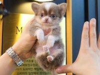 KORE ASILLI CHIHUAHUA BEBEKLER
