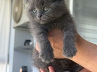 Scottish Fold Yavrularımız