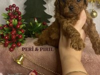 KORE POODLE YAVRULARIMIZ