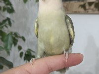 Evcil Sevda Papağanları