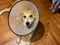 GÜLER YÜZLÜ LABRADOR KAJU KALICI YUVASINI ARIYOR
