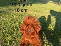 Poodle yavru dişi