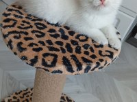 PAŞA KEDİLER UYGUNA VERİLECEK