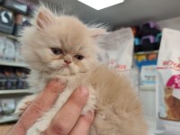 Türünün güzel örneklerinden british longhair yavrular