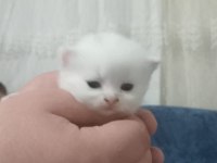 British shorthair bebeklerimiz yeni yuvasını arıyor