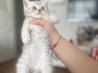 Güzeller güzeli bebekler scottish longhair