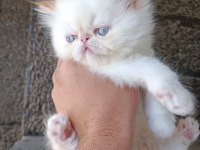 15 MAYIS DOĞUMLU SAFKAN İRAN KEDİSİ BEBEKLER