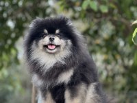 Black tan Pomeranian Boo erkek
