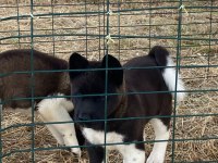 Akita yavrularımız 2 aylık