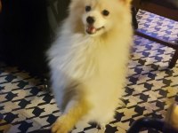 Sadece denizli içi pomeranian
