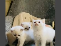 SAFKAN MAVİ GÖZ BRİTİSH YAVRULARIMIZ