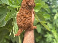 Poodle yavrular