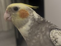Evcil erkek sultan papağanı