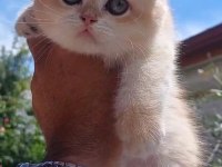 Golden british shorthair ny12