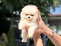 POMERANİAN BOO DİŞİ KÖPEĞİMİZ