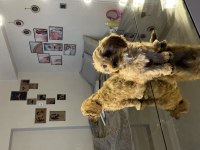 Cavapoo cinsi dişi