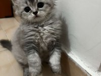 Safkan british longhair ve shorthair yavrular