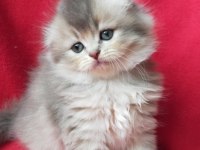 British Longhair