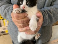 4 YAVRU KEDİMİZ
