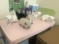 Altı adet yavru kedi bir adet anne kedimiz