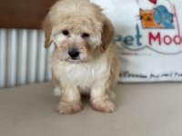 Yasal ruhsatlı çiftlikde ziyarete açık maltipoo yavrular