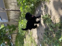 Black Poodle Tea Cup Yavrular