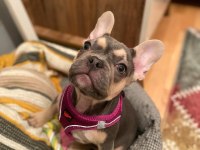 BLUE FRENCH BULLDOG