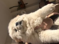 Çin Aslanı Bebek Köpekler