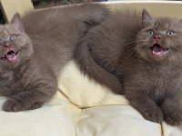 Cinnamon british shorthair