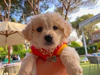 Maltese Terrier Yavru 3 Aylık