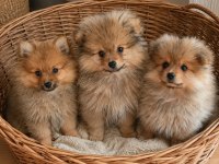 Minoş Yavrular Pomeranian