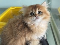Golden longhair british yavrumuzu canlı görün