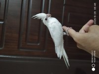 Yemeği yeni düşmüş 2 adet sultan papağanı