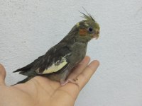 Sultan papağanı 45-50 günlük