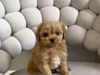 Mini Güzel Maltipoo Bebekler