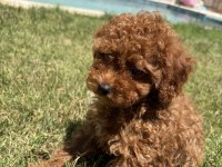 TOY POODLE YAVRUMUZ YENİ AİLESİNİ ARIYOR