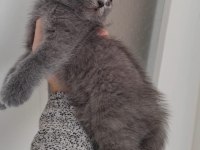Teslime hazır yavru british shorthair