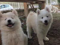 Samoyed yavrularımız ırk garantilidir