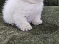 2 aylık cins kediler blue point oyuncu kedisi
