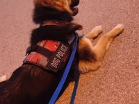 Alman çoban köpeği
