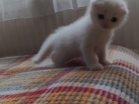 Scottish fold sağlıklı